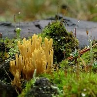 Ramaria myceliosa rdz2