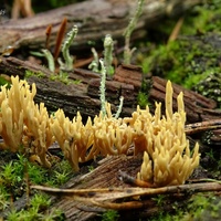Ramaria myceliosa rdz5