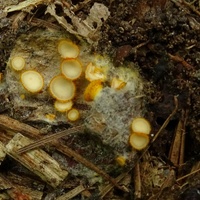 pajęczynkokustrzebka złotożółta sm1