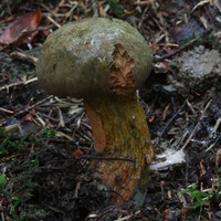 Modroborowik ponury, borowik ponury (Suillellus luridus (Schaeff.) Murrill) (4)