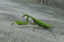 fauna