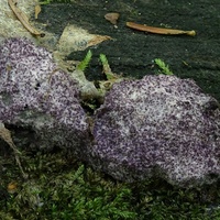 Nectriopsis violacea gt2