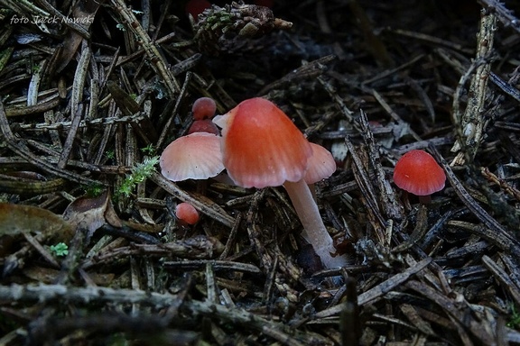grzybówka pomarańczowoczerwona bg1