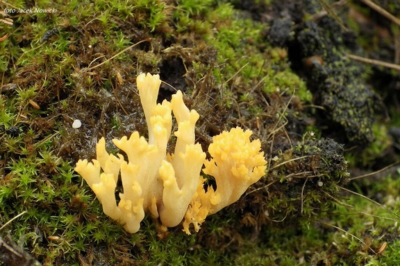Ramaria myceliosa rz1