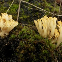 Ramaria myceliosa rz3