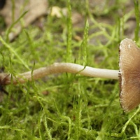Psathyrella rubiginosa1.jpg