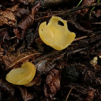 Sowerbyella radiculata bg1