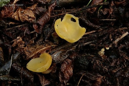 Sowerbyella radiculata bg1
