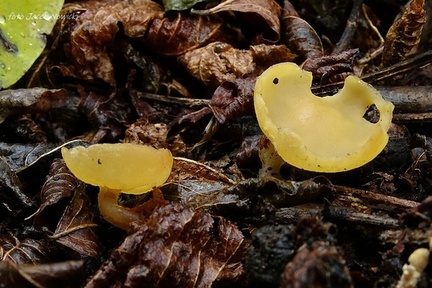 Sowerbyella radiculata bg2