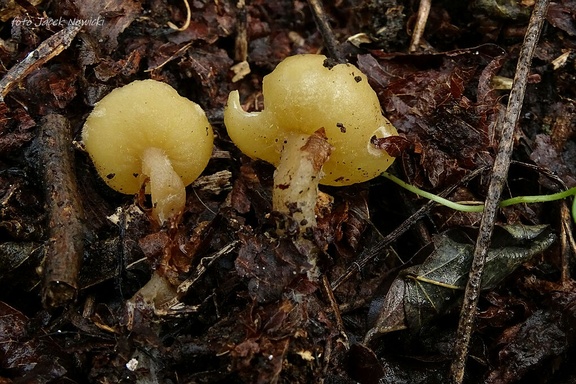 Sowerbyella radiculata bg3