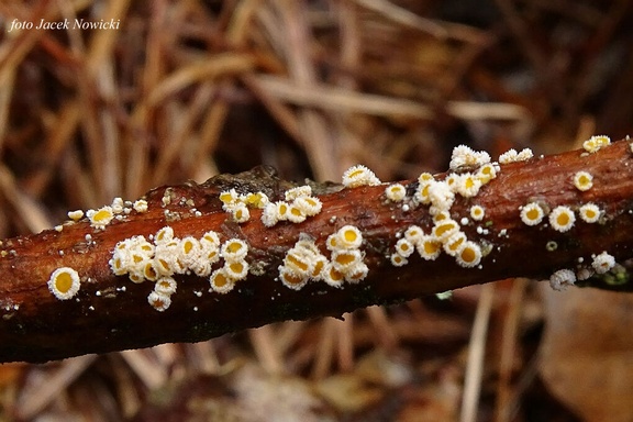 Lachnum bicolor sm2