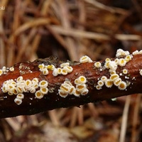 Lachnum bicolor sm2