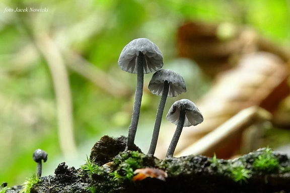 grzybówka niebieskoszara kj4