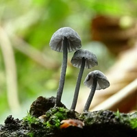 grzybówka niebieskoszara kj4