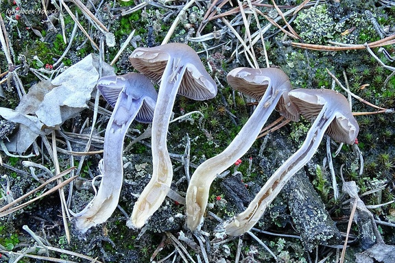 Cortinarius anomalellus pcr5