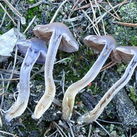 Cortinarius anomalellus pcr5