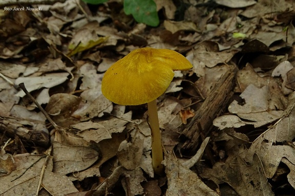 drobnołuszczak żółtawy wg1