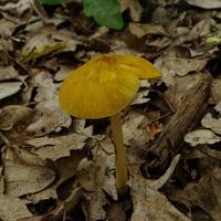 drobnołuszczak żółtawy wg1