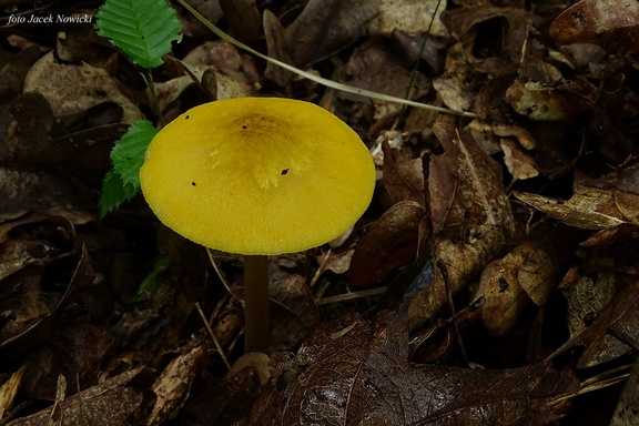 drobnołuszczak żółtawy zg1