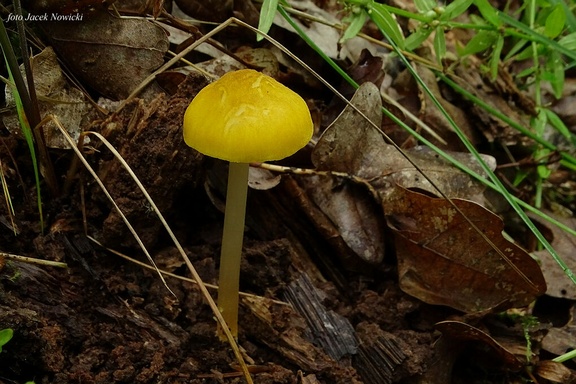 drobnołuszczak żółtawy zg2