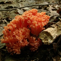 koralówka łososioworóżowa gx1