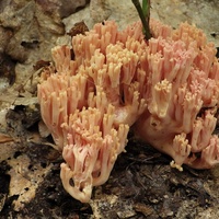 koralówka łososioworóżowa gx3