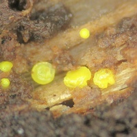 Dendrodochium citrinum gb5