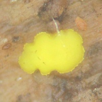 Dendrodochium citrinum gb8