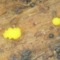 Dendrodochium citrinum gb9