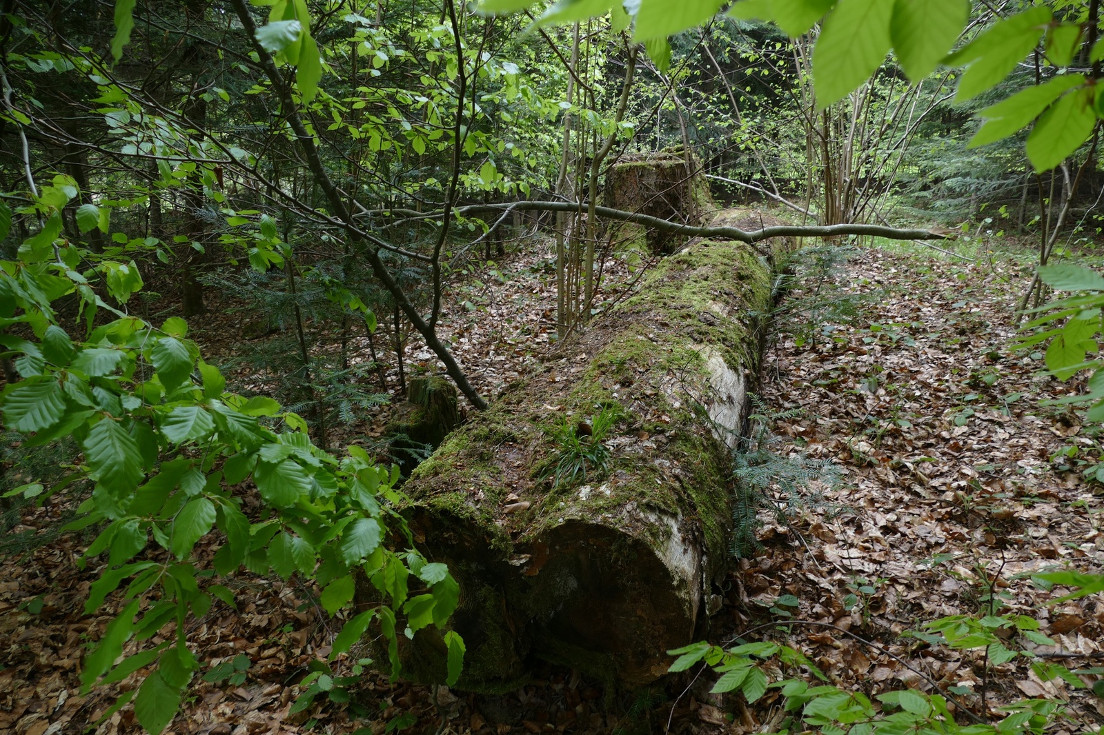 14.05.2023 las między Mszaną a Ropianką rozpostarty Phellinus sp. z jodły4 siedlisko.JPG