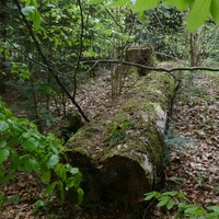 14.05.2023 las między Mszaną a Ropianką rozpostarty Phellinus sp. z jodły4 siedlisko.JPG