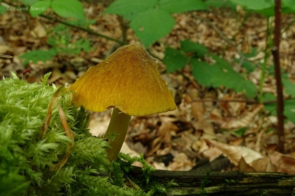 drobnołuszczak żółtawy st1
