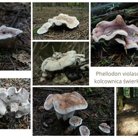 Phellodon violascens