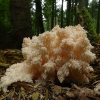 soplówka jodłowa bj9