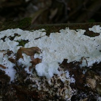 P2830784