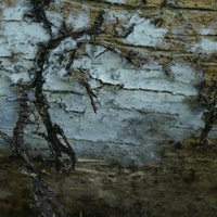 P2830878