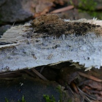 P2830880