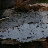 P2830882
