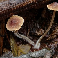 grzybówka oliwkowoostrzowa x3