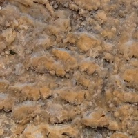 Galzinia incrustans ml6