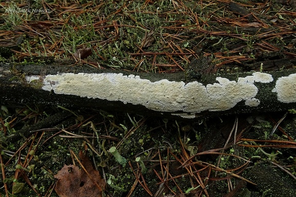 woskowniczek jamkowaty br7