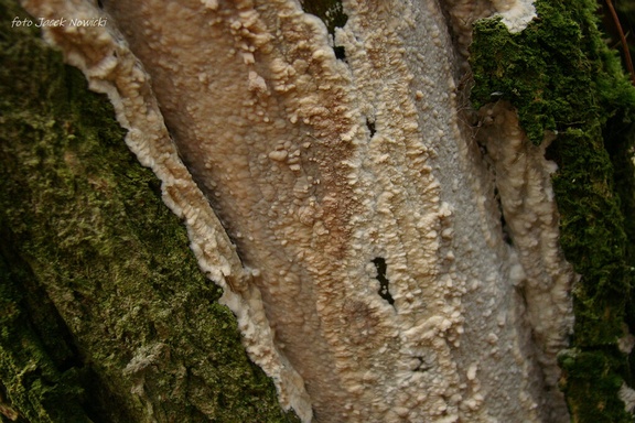 woskownik pozrastany bb3