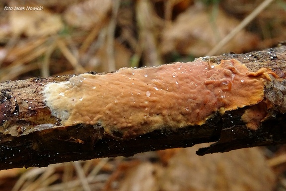 Rhizochaete radicata rd2