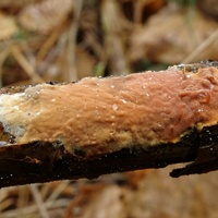 Rhizochaete radicata rd2