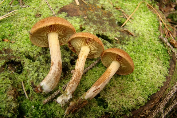 łysak drobnołuskowy j3