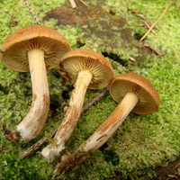 łysak drobnołuskowy j3