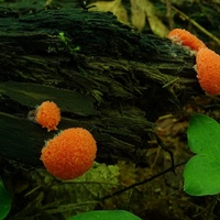 zlepniczek walcowaty 1