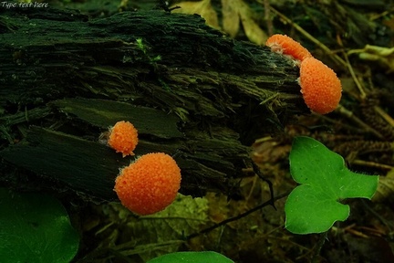 zlepniczek walcowaty 1