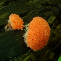 zlepniczek walcowaty 2