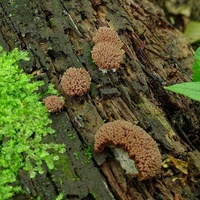 zlepniczek walcowaty 3